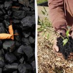 4 formas inesperadas de utilizar o carvão vegetal no jardim