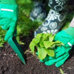 Qdo plantar morangos no outono para colher baldes de bagas