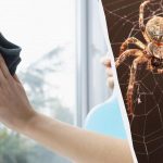 Um produto limpa as janelas até ficarem brilhantes e livra-se